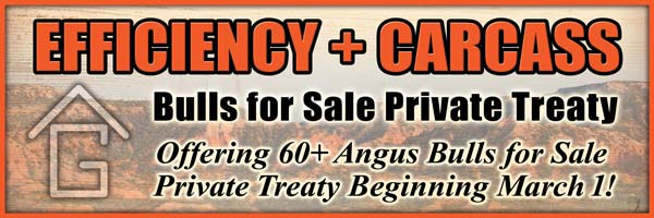 Bulls for Sale Private Treaty