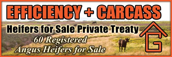 Heifers for Sale Private Treaty